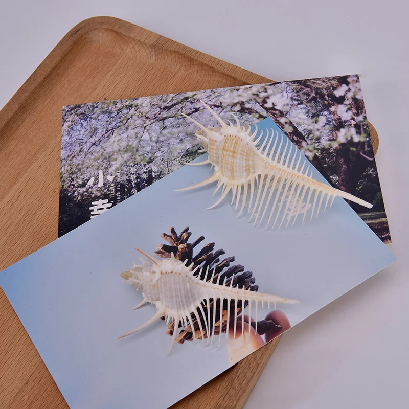 Природные морские раковины мурекс рамосус ракушки 5 14 см для украшения дома