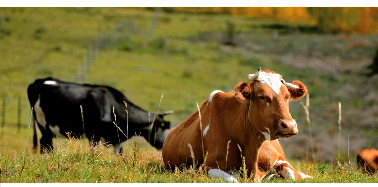 Кормушка из нержавеющей стали для крупного рогатого быка инструмент