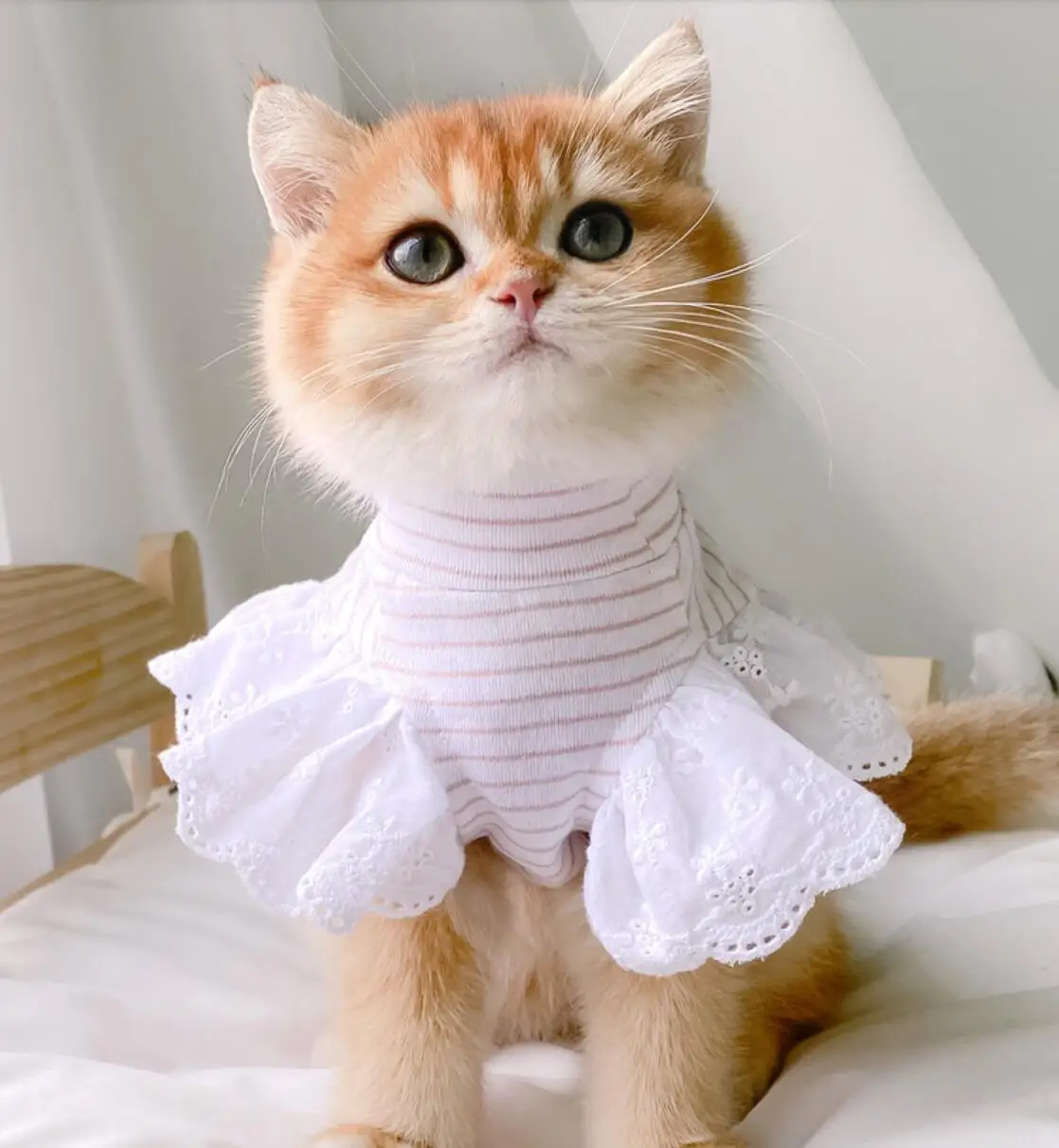 Платья на кошек
