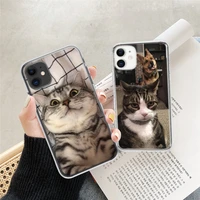 funny shiba inu cat phone case for iphone 11 12 13 pro xs max x 12 mini 5s se 2020 6 6s 7 8 plus shockproof soft tpu back covers