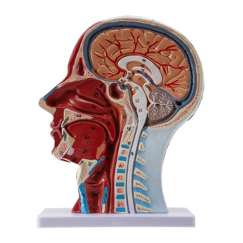 Human Anatomical Brain For Neuroscience Teaching With Labels 2 Times Life Size Anatomy Model Learning Science | Инструменты