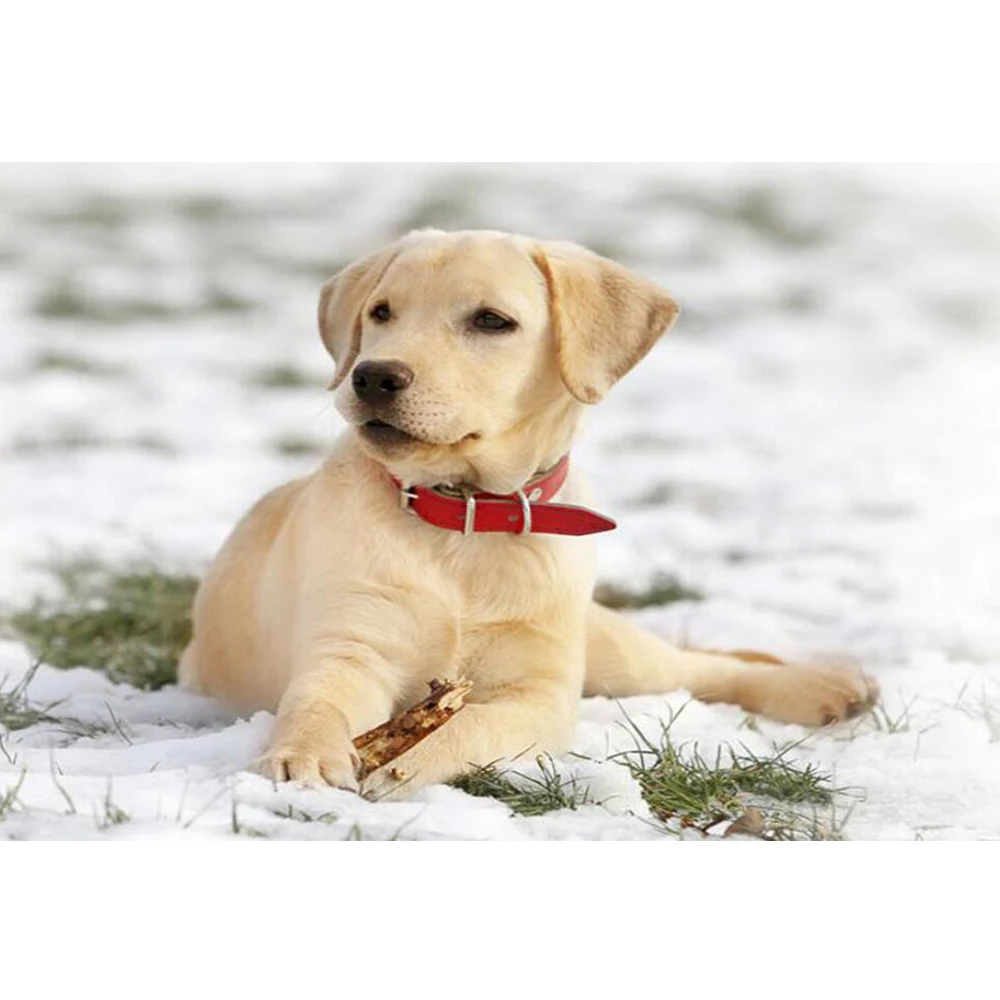 5D DIY алмазная живопись ретривера Лабрадора Полный Стразы Вышивка крестиком