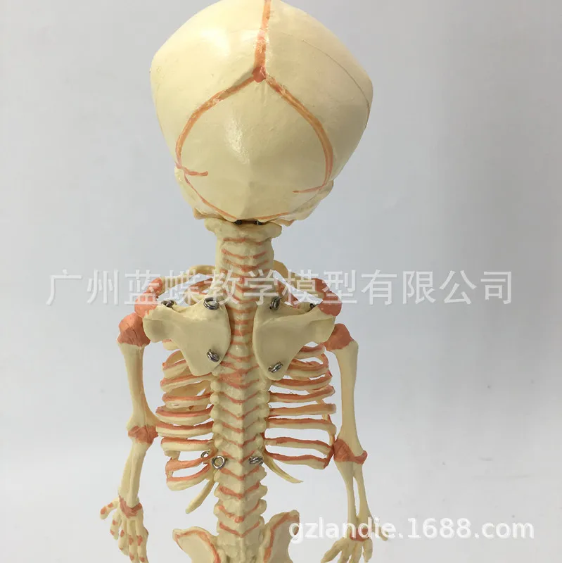 Детский Манекен-Скелет из ПВХ медицинская анатомическая модель человеческого