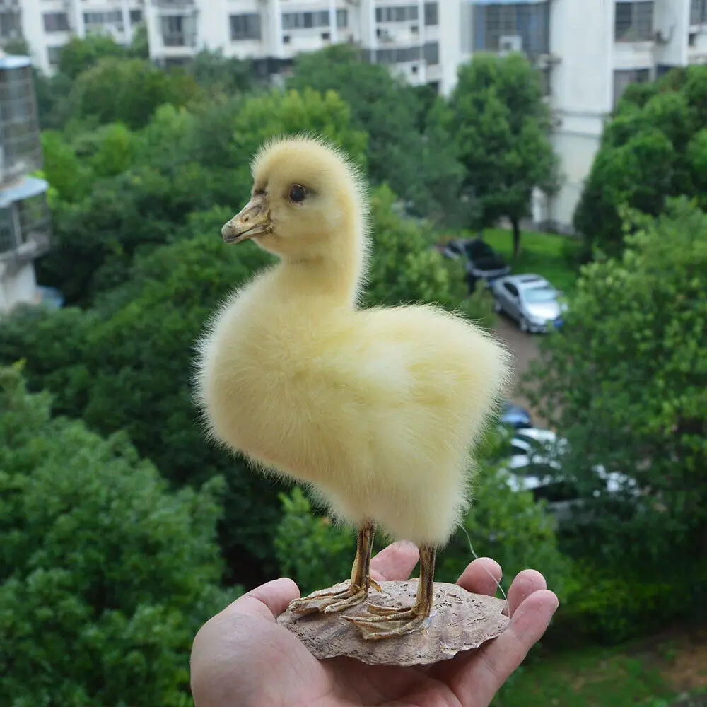 

1pcs Taxidermy stuffing Eurasian Ducks specimen Teaching / Decoration &