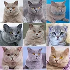 Алмазная живопись DIY5D с кошкой, алмазная вышивка, животное, вышивка крестиком, стразы, полная круглаяквадратная мозаика, домашний декор, ручное искусство, подарок