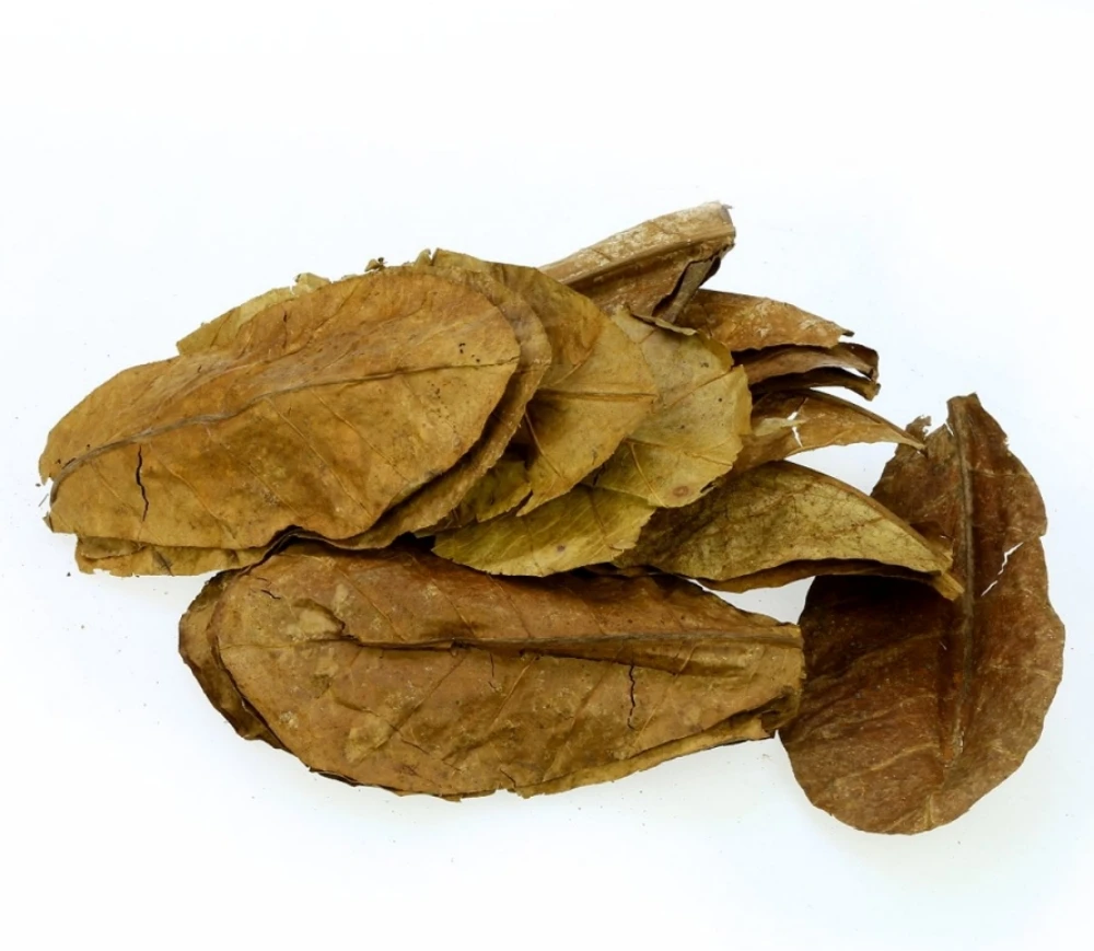 20 шт. натуральные листья Terminalia Catappa индийский остров миндаль Бетта для очистки