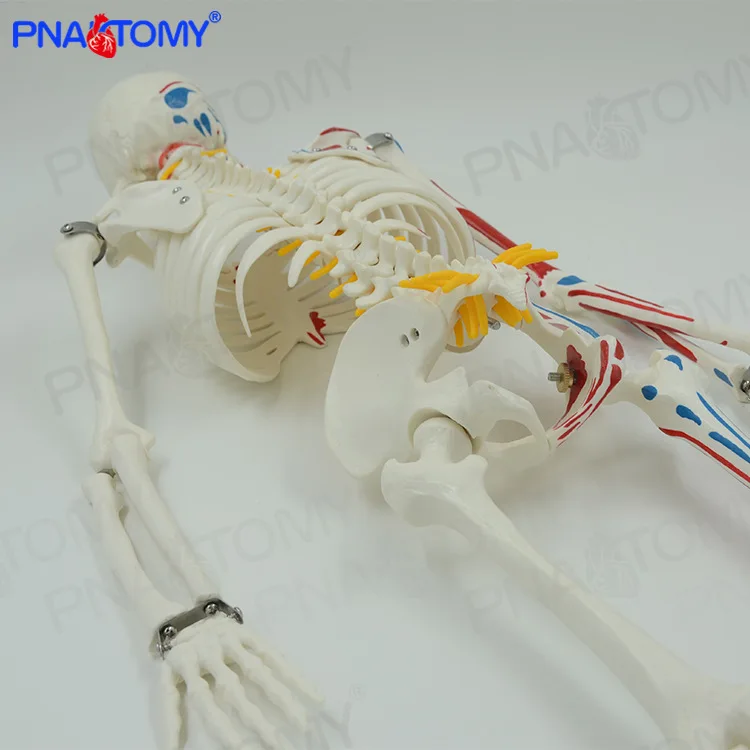 Модель человеческого скелета для всего тела 85 см съемная и подвижная окраска