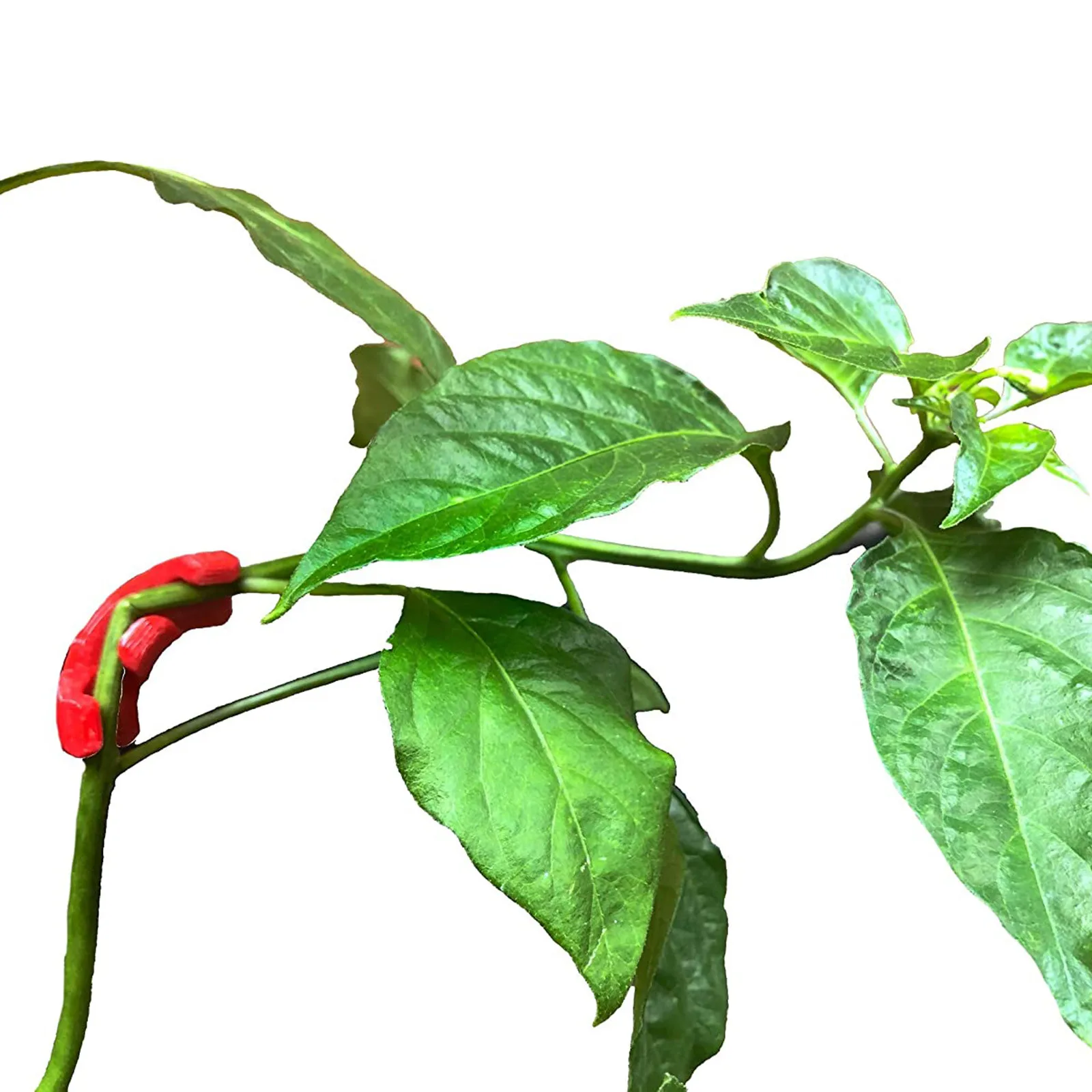 

90 Degree Plant Bender for Low Stress Training and Plant Degree Plant Bender Plant Training Curved Plant Holder 2021