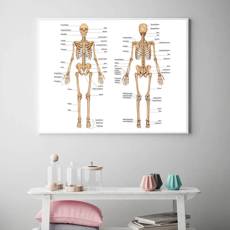 

Human Body Anatomy Canvas Wall Art Poster Print Skeletal Muscular System Didactic Board Picture Painting Study Room Decoration-1