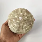 4 шт., вечерние украшения для дома, из натуральных морских ракушек, под морем