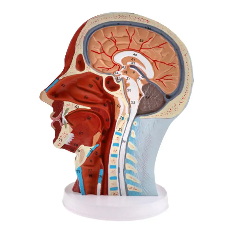 ПВХ анатомическая человеческая голова среднего мозга сагиттальная модель