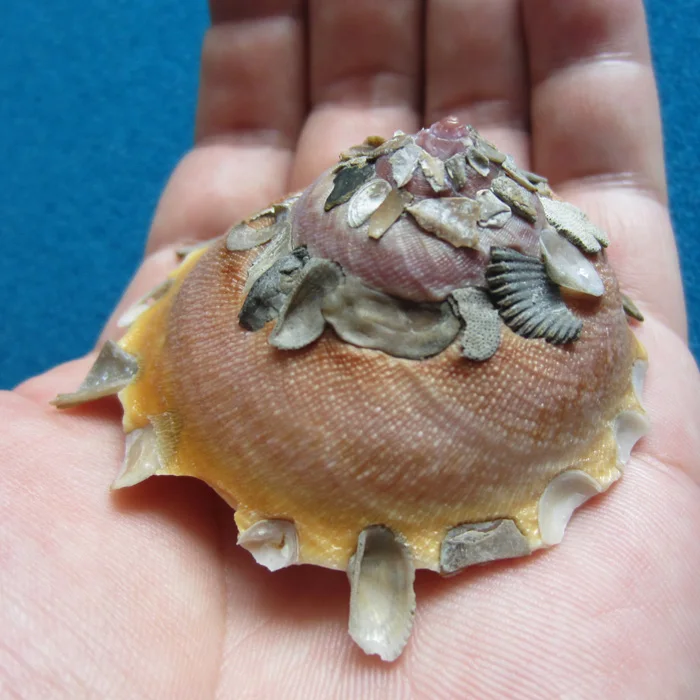 

7 cm Chinese snail snail rare shell collection home decoration
