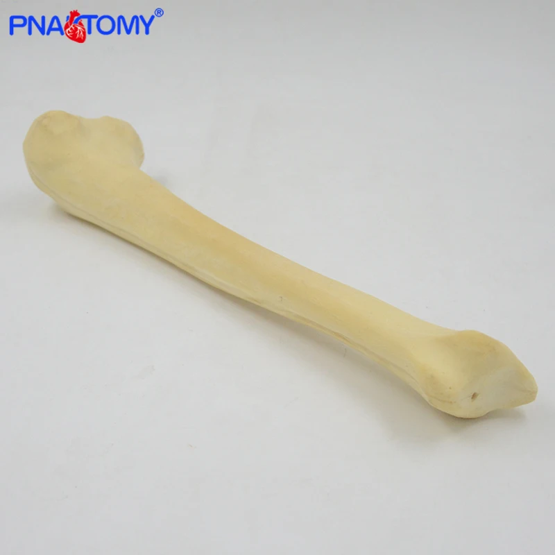 Ортопедический инструмент в натуральную величину демонстрация модель большой