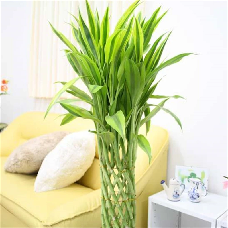 Lucky bamboo 30|Цветочные горшки и кадки| |