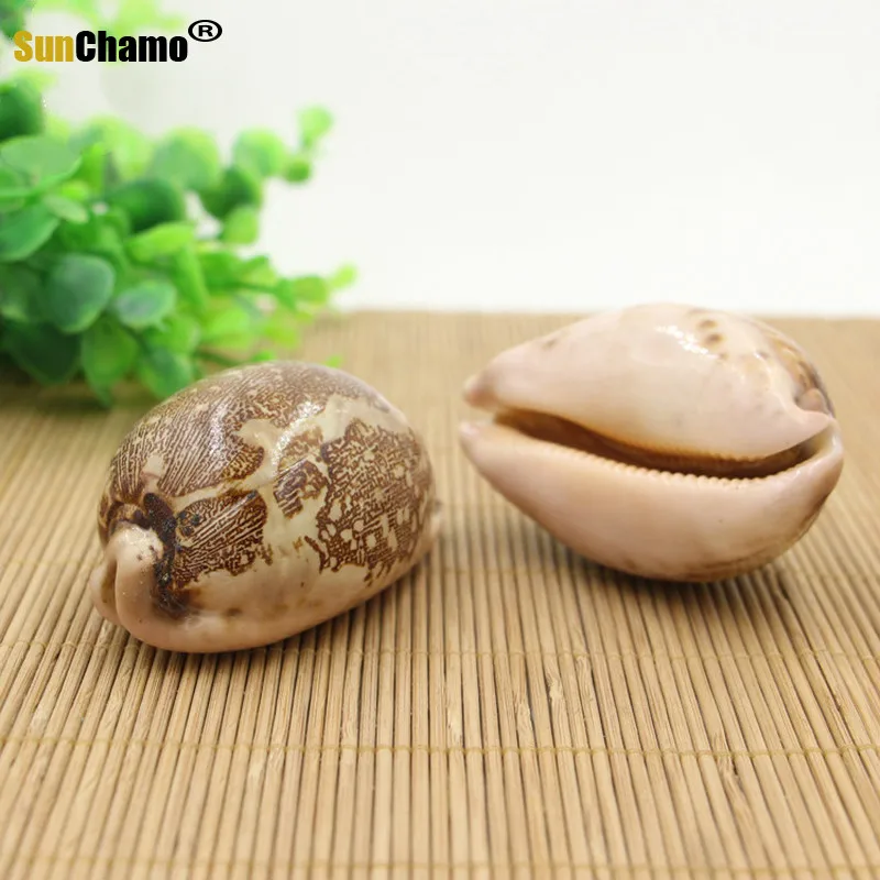 New Natural Conch Home Creative Aquarium Jewelry Travel Gifts Children Play Decoration Crafts Shells Starfishes Nautical Ocean | Дом и сад