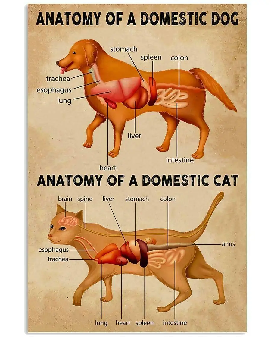 

Veterination Anatomy Domestic Dog and Cat Teaching Tool Guidence,Large Vintage Tin Sign Metal Poster for Backyard Courtard