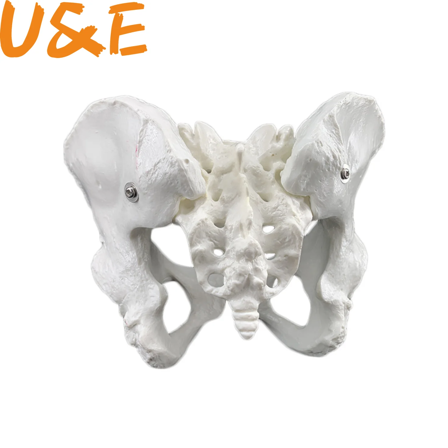 

24.5x16x13cm Female anatomy pelvis pelvic skeleton throat anatomical Anatomy Skull Sculpture Head body model