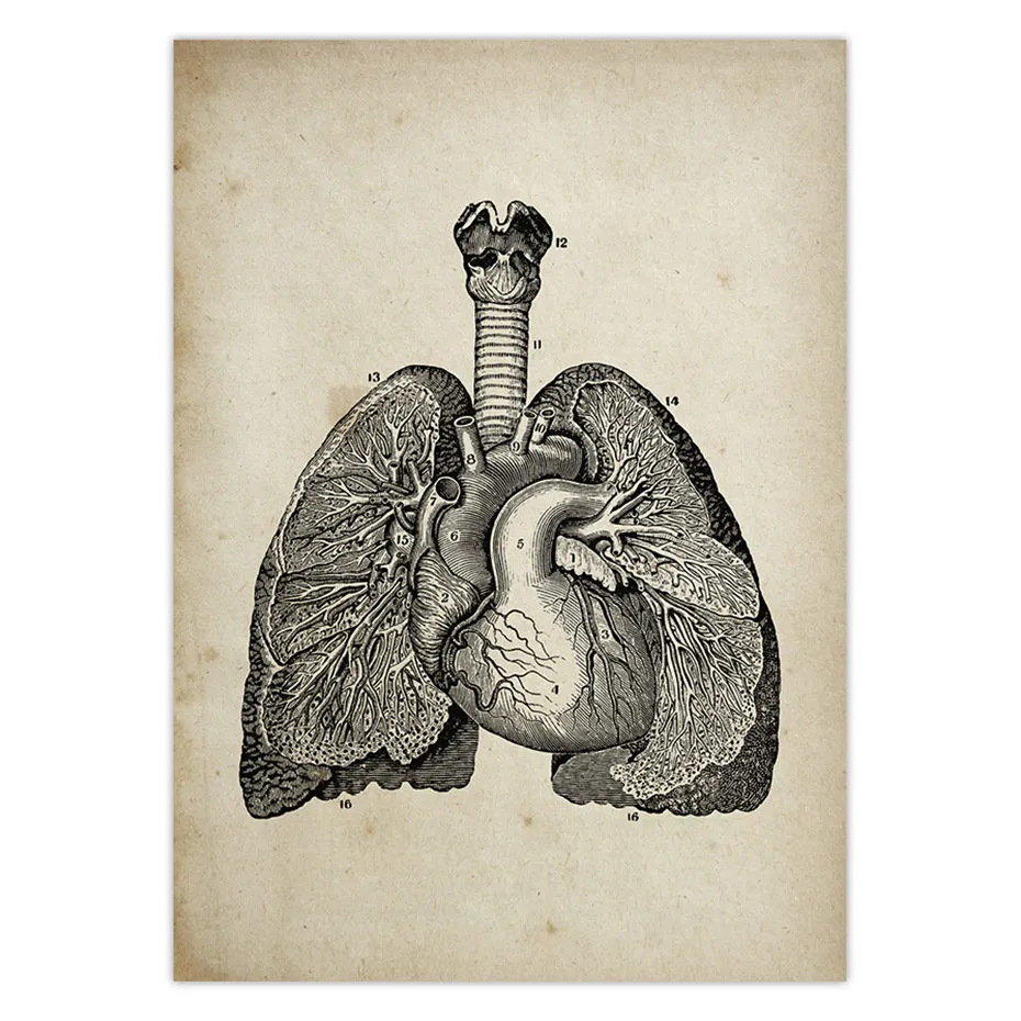 Винтажные постеры для медицинской анатомии Художественная печать медицинская