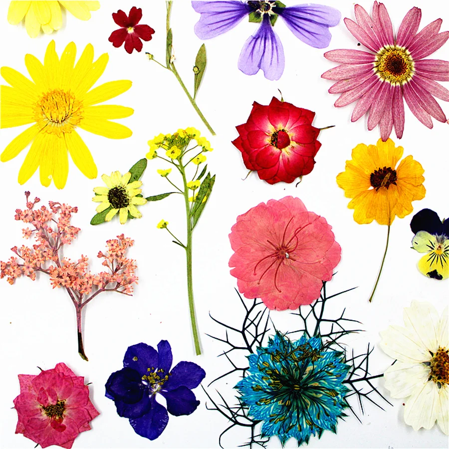 Небольшое количество сушеных прессованных цветов для продажи комбинированная