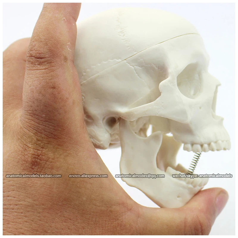 12334/ENOVOMODEL маленький череп Мини 3 части человеческий CMAM|anatomical skull|anatomical skull modelmini |