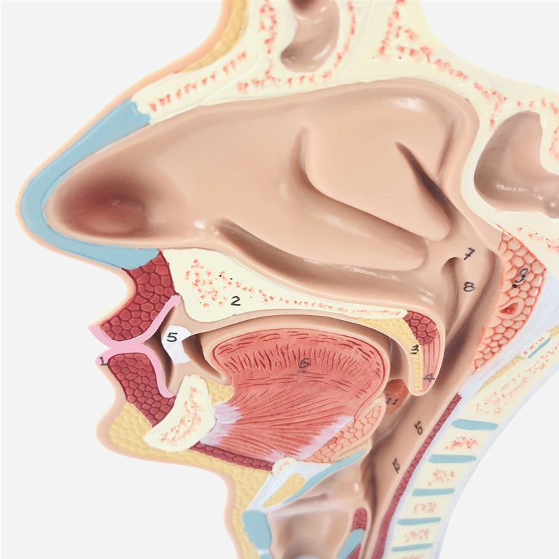 Pathological nasal cavity model throat anatomy rhinostomy internal vascular nerve specimen medical teaching | Канцтовары для офиса
