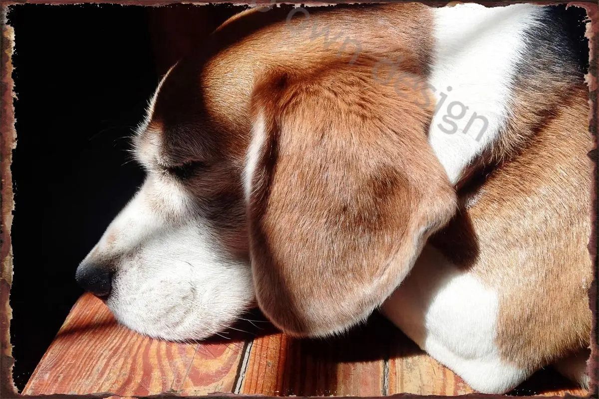 

Винтажный металлический знак Beagle, жестяные таблички, Настенный декор, украшение для комнаты в стиле ретро для художественного клуба, мужско...