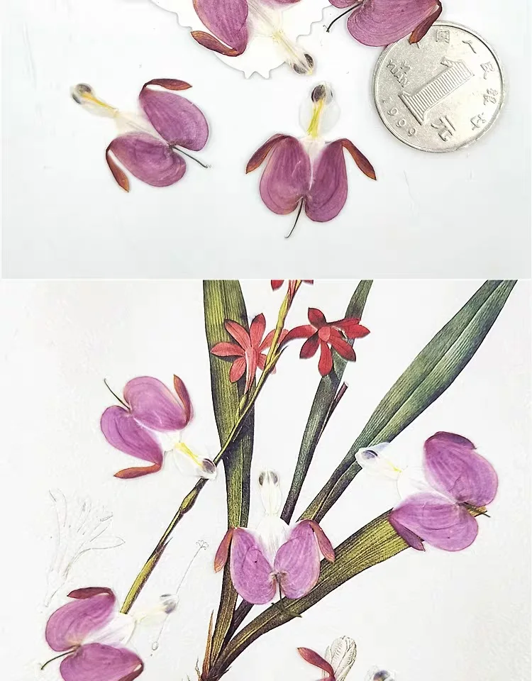 100 шт. прессованный высушенный Calceolaria Фиолетовый цветок лист гербарий из растений