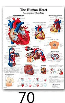 70 Анатомия человека, система мышц, художественный плакат, печать, карта тела, шелковые настенные картины для медицинского образования, домашний декор, новинка - Цвет: 70