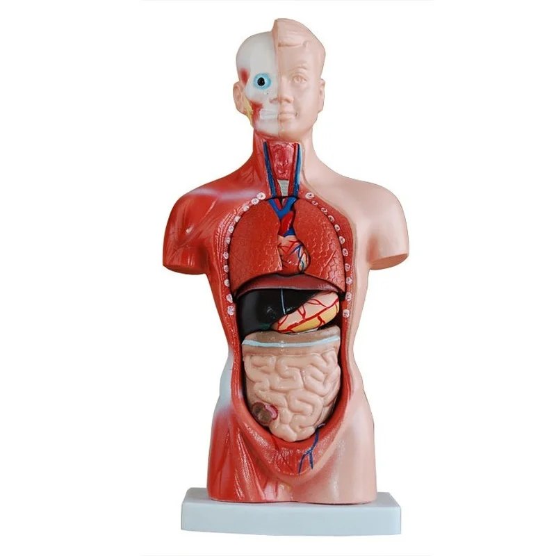 

Анатомическая модель человеческого торса 26 см
