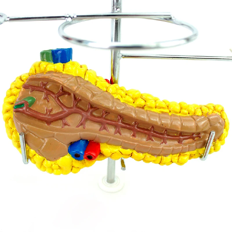 Аутентичная Медицинская медицинская модель для измерения диабета головы сердца