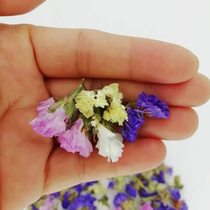 Смешанные цвета натуральные высушенные цветы не забудьте обо мне для