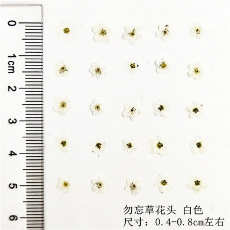 

160pcs Pressed Dried Myosotis Sylvatica Forgetmenot For Epoxy Resin Pendant Necklace Jewelry Making Craft DIY Accessories