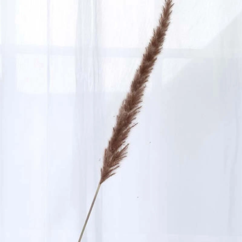 60 шт. Натуральные Сушеные пампасы трава Phragmites Communis Тростниковое растение