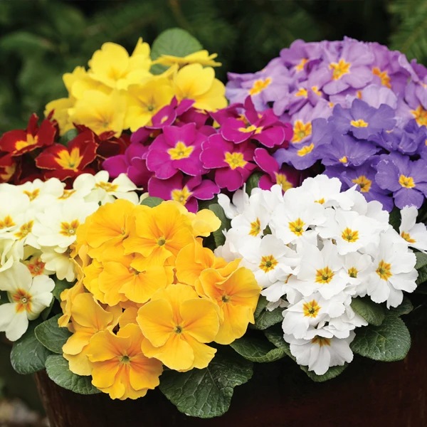 50 шт. настоящая Европа Primula acaulis, Примула Редкие
