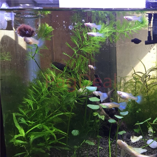 Большая стеклянная чашка для кормления с отверстием рыбной пищи всасыванием