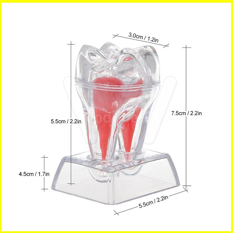 

Зубной кристаллический зубной моляр из твердого пластика