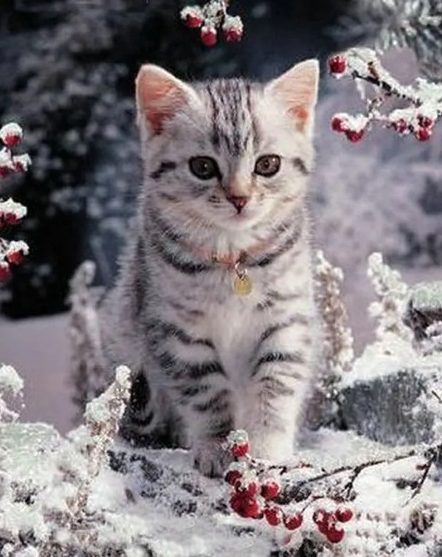 

Div 5D Cat Cute Winter Snow Tree Full Diamond Painting cross stitch kits art High Quality Animal 3D paint by diamonds