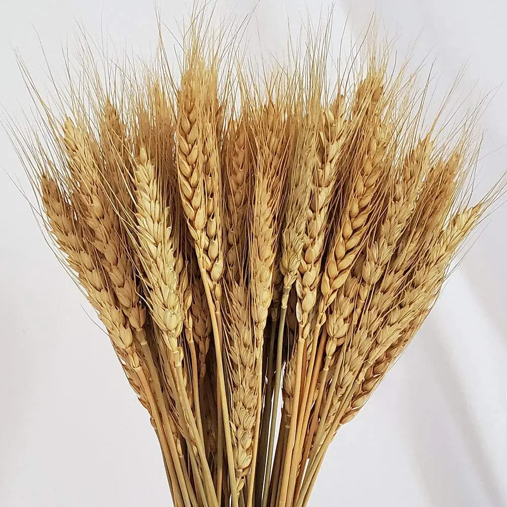 

50Pcs Real Wheat Ear Flower Natural Dried Flowers Wedding Party Decoration Plant DIY Vase Dining Table Home Decor Wheat Bouquet