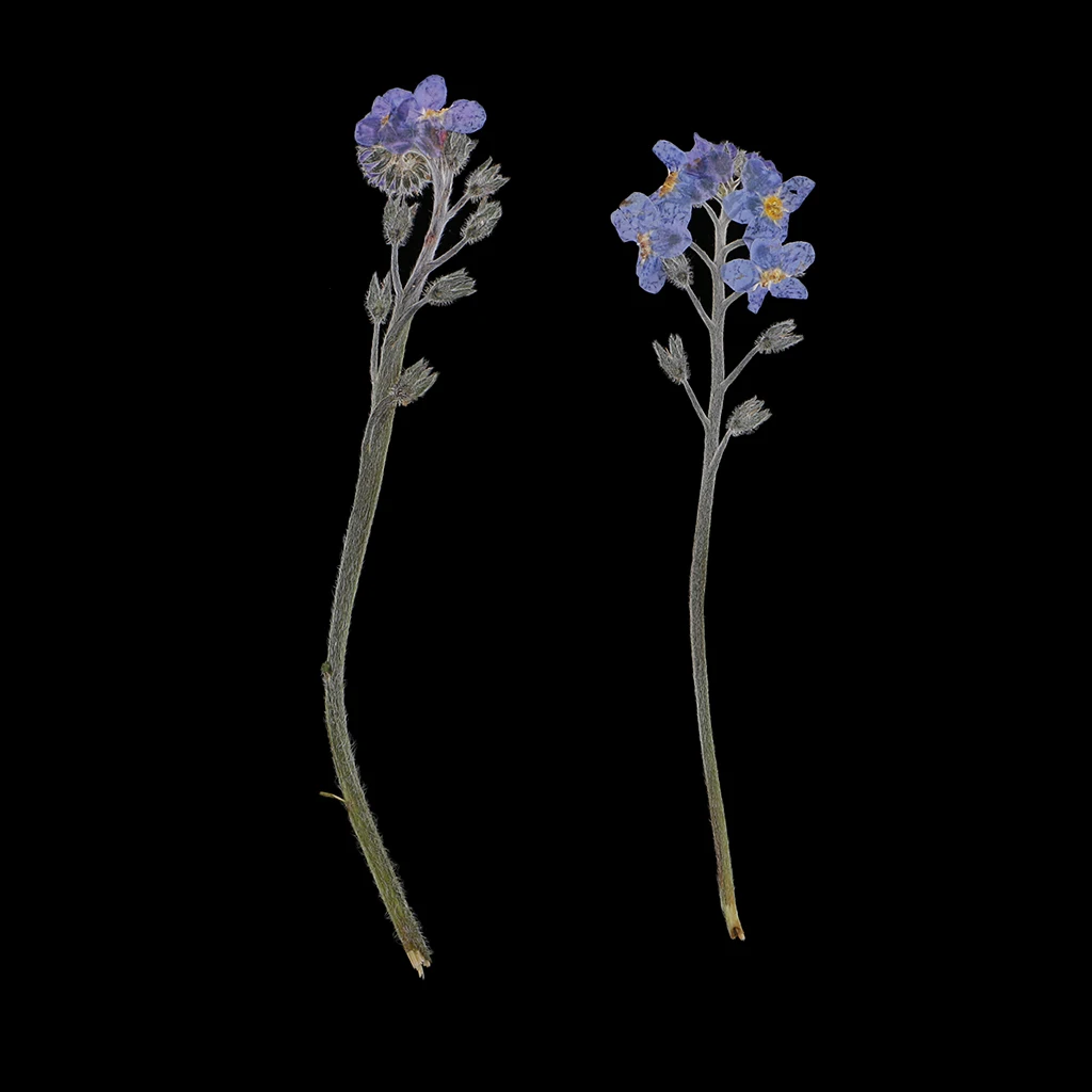 

10 Pieces Beautiful Natural Pressed Dried Flowers Pressed Forget me not For