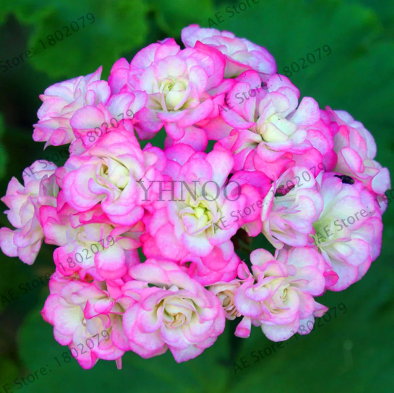 3 Свежий 10 шт./пакет Редкие герани растения Appleblossom Rosebud Pelargonium многолетние цветник выносливое растение бонсай - Цвет: 3