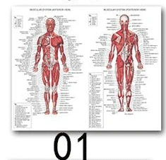 01 Анатомия человека, система мышц, художественный плакат, печать, карта тела, шелковая Живопись, настенные картины для медицинского образования, офиса, домашнего декора - Цвет: 01