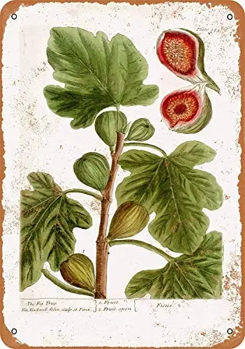 

Metal Sign - Vintage Look 1737 Fig Tree Botany Plate 8 x 12 Inches