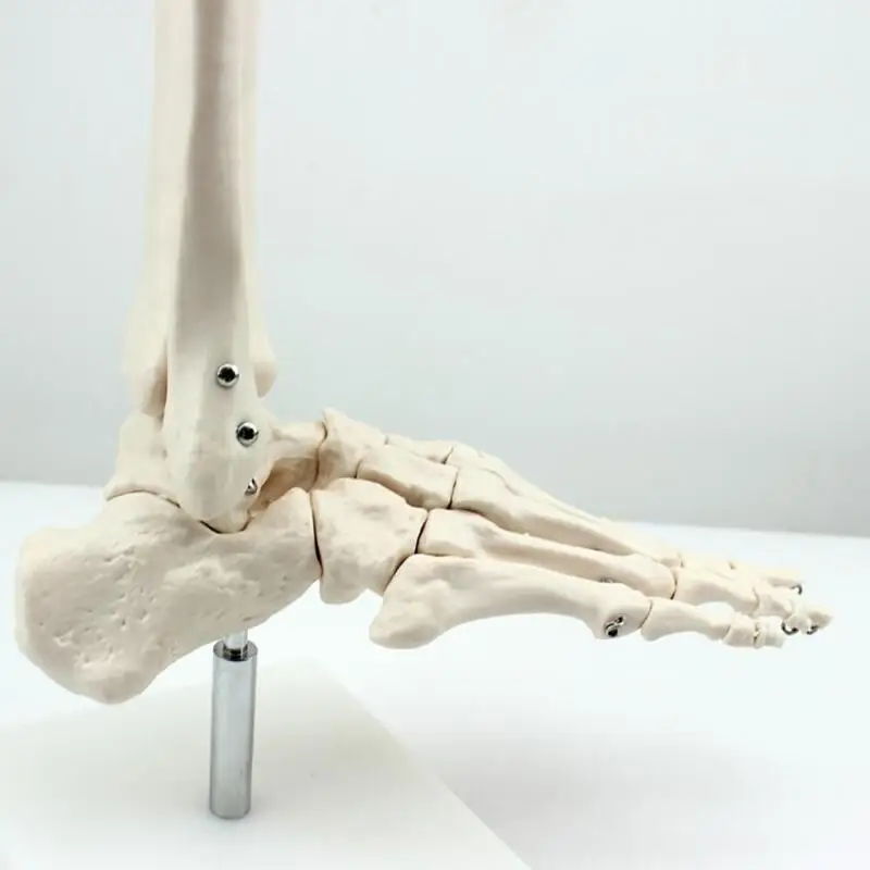 Life Size joints and bones of foot anatomy Human Foot Ankle Model with shank bone Anatomical Models |