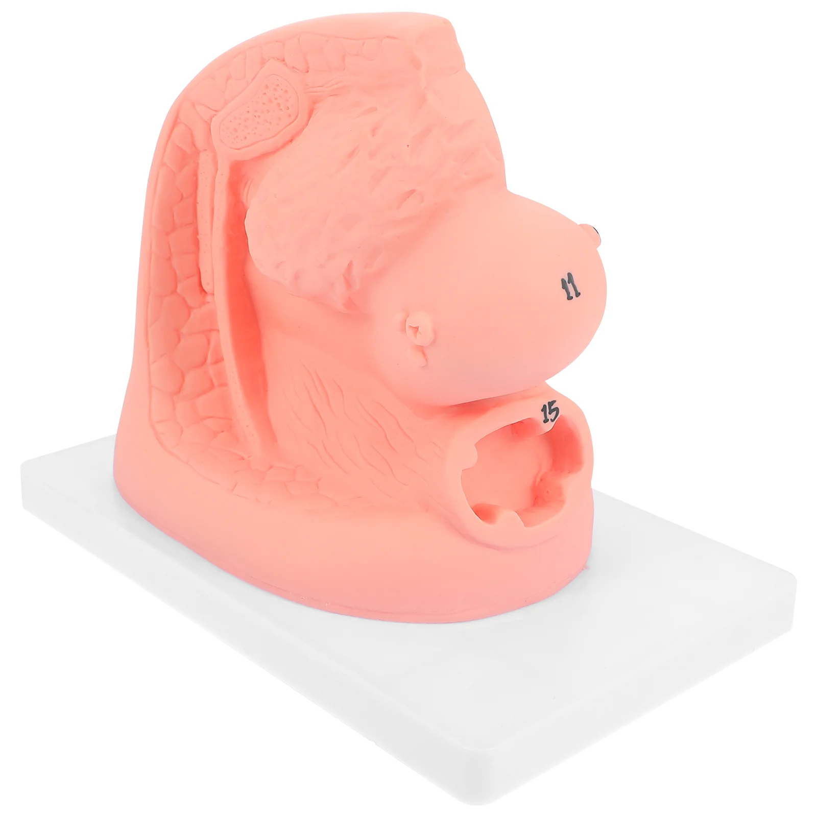 

1 Pc Female Urinary Catheter Mold External and Internal Genital Anatomy Model