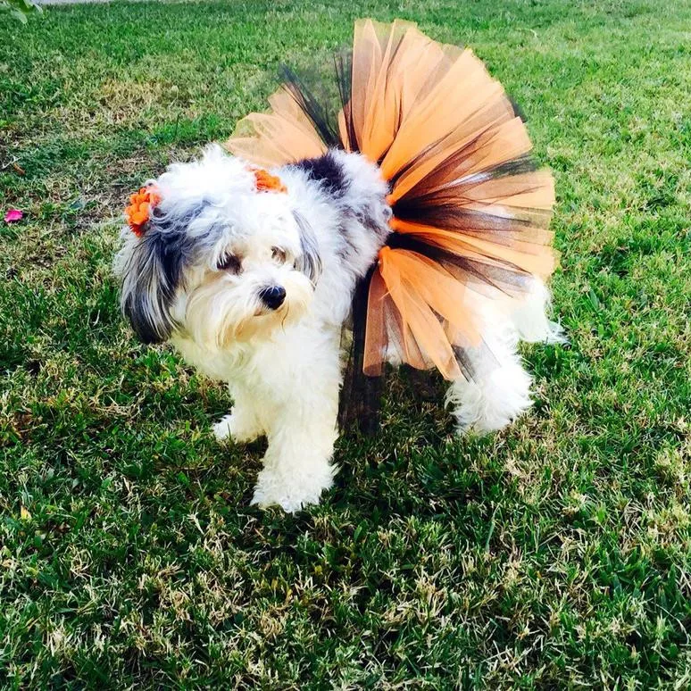 

Foreign Trade Christmas, Pet Costumes Halloween Costumes Dog Cat Pet Supplies Pet Skirt Suit Princess Cat Dress Dog Skirts