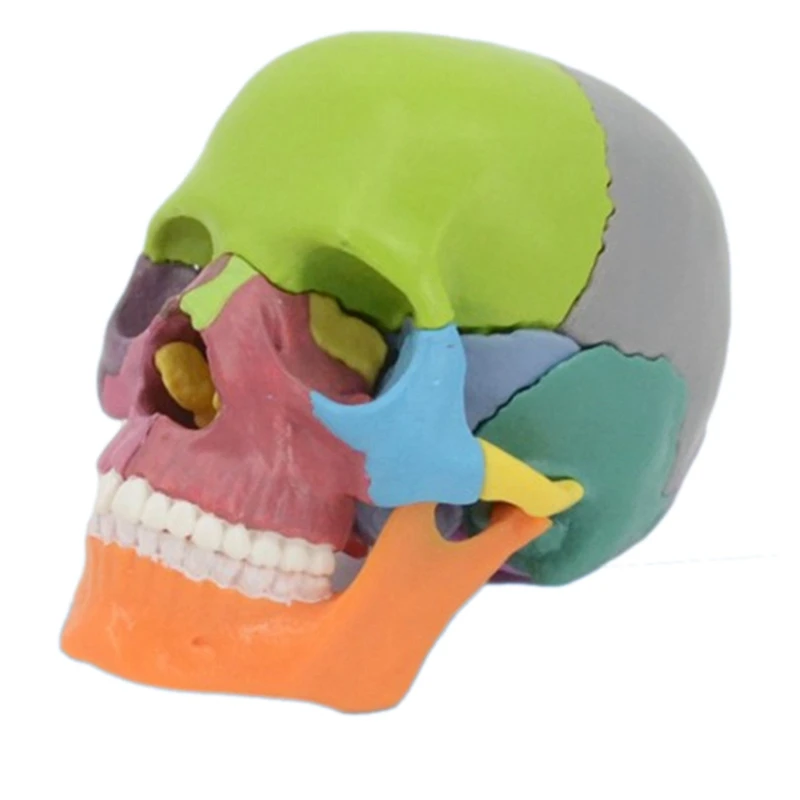

4D Disassembled Skull Anatomical Model Detachable Teaching Tool