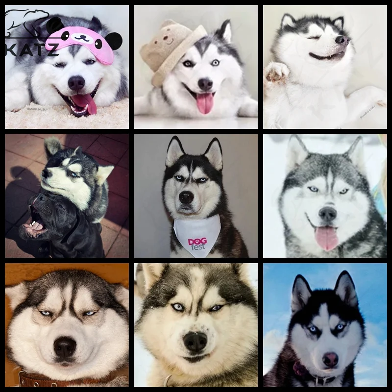 

Diamond Painting Anime Animal Picture Embroidery Crosser Two Ha Funny Diy Mosaic Painting Art Decoration Adult Cross Stitch Kits