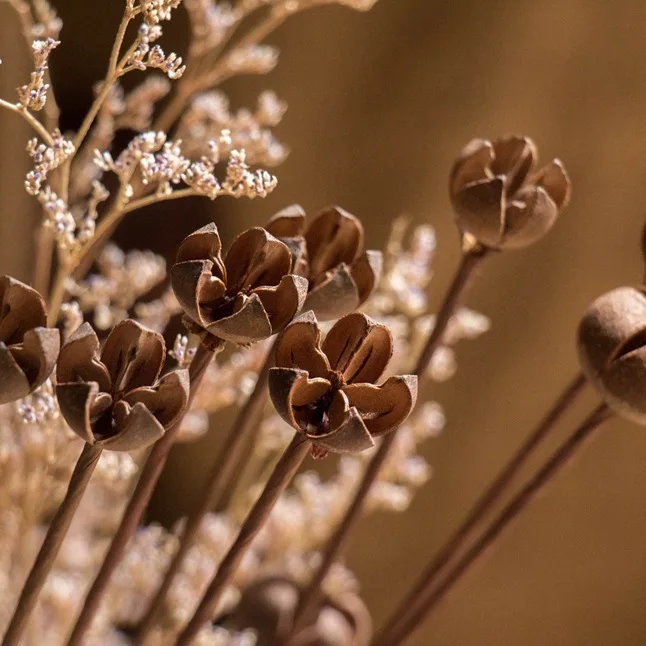 Естественная одностворчатая привозная удочка сухофрукты Цветочная композиция с