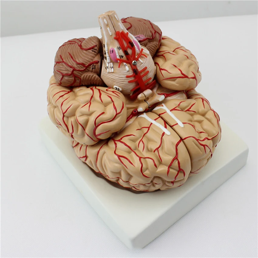 

Human Life Size Brain Model, Anatomically Accurate Brain Model 9-Part Cerebral Artery Model for Science Classroom Study Display