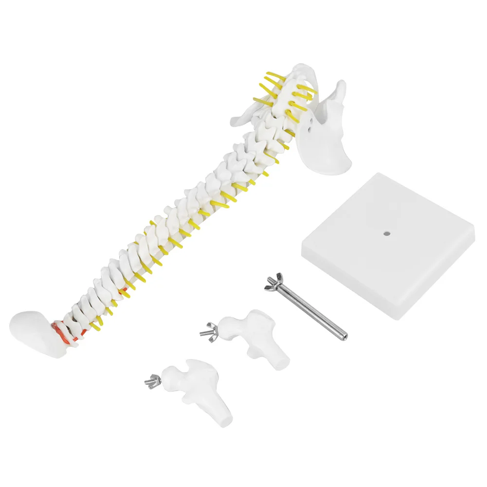 

45cm Removable Flexible Human Spine Model for Skeleton Anatomy Study Teaching
